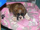 Tanyati Z Litter