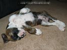Tanyati Z Litter