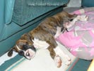 Tanyati Z Litter