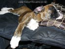 Tanyati Z Litter