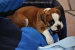Tanyati Z Litter
