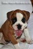 Tanyati Z Litter