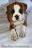 Tanyati Z Litter
