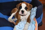 Tanyati Z Litter