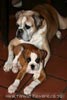 Tanyati Z Litter