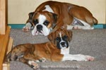 Tanyati Z Litter