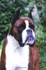 Ch Witherford Iced Mango BT (imp UK)