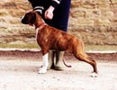 Ch Witherford Iced Mango BT (imp UK)