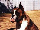 Ch Witherford Iced Mango BT (imp UK)