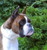 Ch Witherford Iced Mango BT (imp UK)