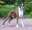 Ch Witherford Iced Mango BT (imp UK)