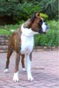 Ch Witherford Iced Mango BT (imp UK)