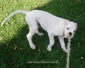Tanyati B Litter