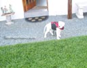 Tanyati B Litter