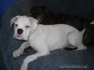 Tanyati B Litter