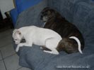 Tanyati B Litter