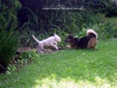 Tanyati B Litter