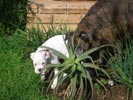 Tanyati B Litter