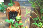 Tanyati B Litter