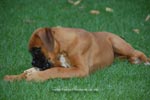 Tanyati B Litter