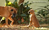 Tanyati B Litter