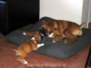 Tanyati A Litter