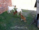 Tanyati A Litter