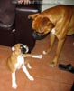 Tanyati A Litter