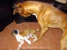 Tanyati A Litter