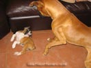 Tanyati A Litter