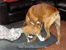 Tanyati A Litter