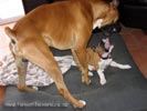 Tanyati A Litter