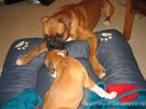 Tanyati A Litter