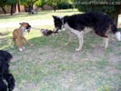 W Litter Fawn & White Boy