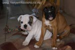 Tanyati A Litter
