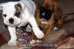 Tanyati A Litter