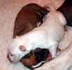 Tanyati U Litter