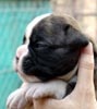 Tanyati U Litter
