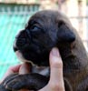 Tanyati U Litter