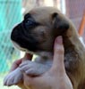 Tanyati U Litter