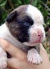 Tanyati V Litter