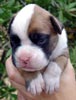 Tanyati V Litter