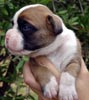 Tanyati V Litter