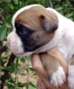 Tanyati V Litter