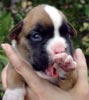 Tanyati V Litter