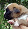 Tanyati V Litter