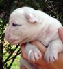 Tanyati V Litter