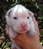 Tanyati V Litter