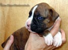 W Litter Flashy Brindle Boy