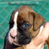 W Litter Flashy Brindle Boy